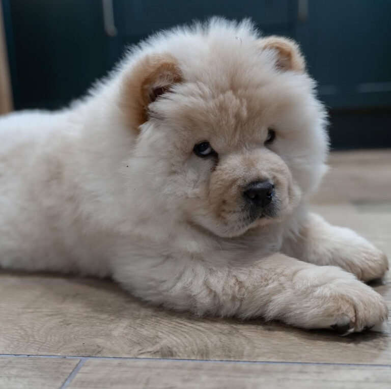 Adorable Chow Chow puppy,