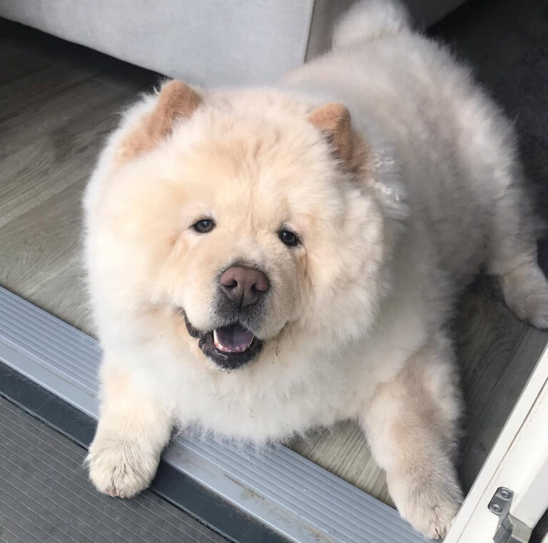 chow chow puppy for sale