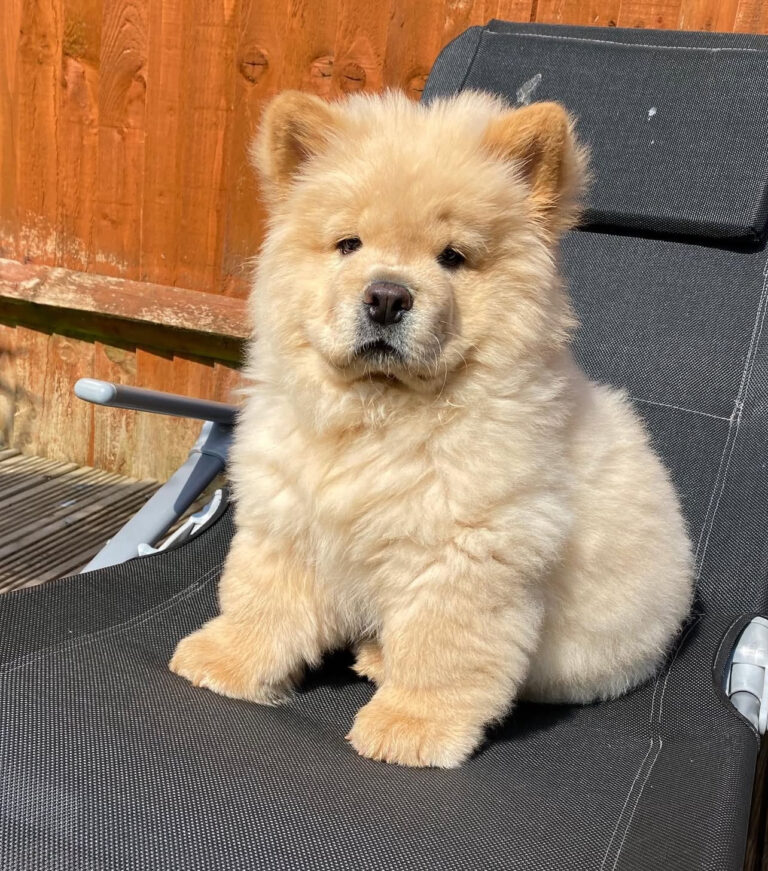 Healthy Chow Chow puppy