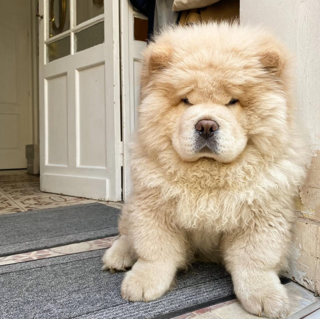 Adorable Chow Chow puppy, Chow Chow puppy with thick coat