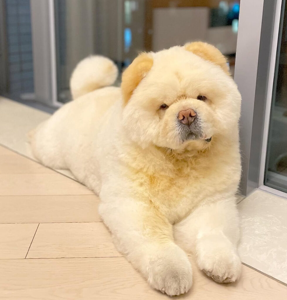 Chow Chow puppy breeder