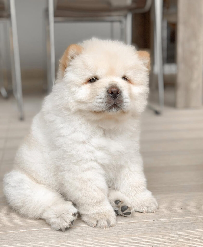 Purebred Chow Chow puppy