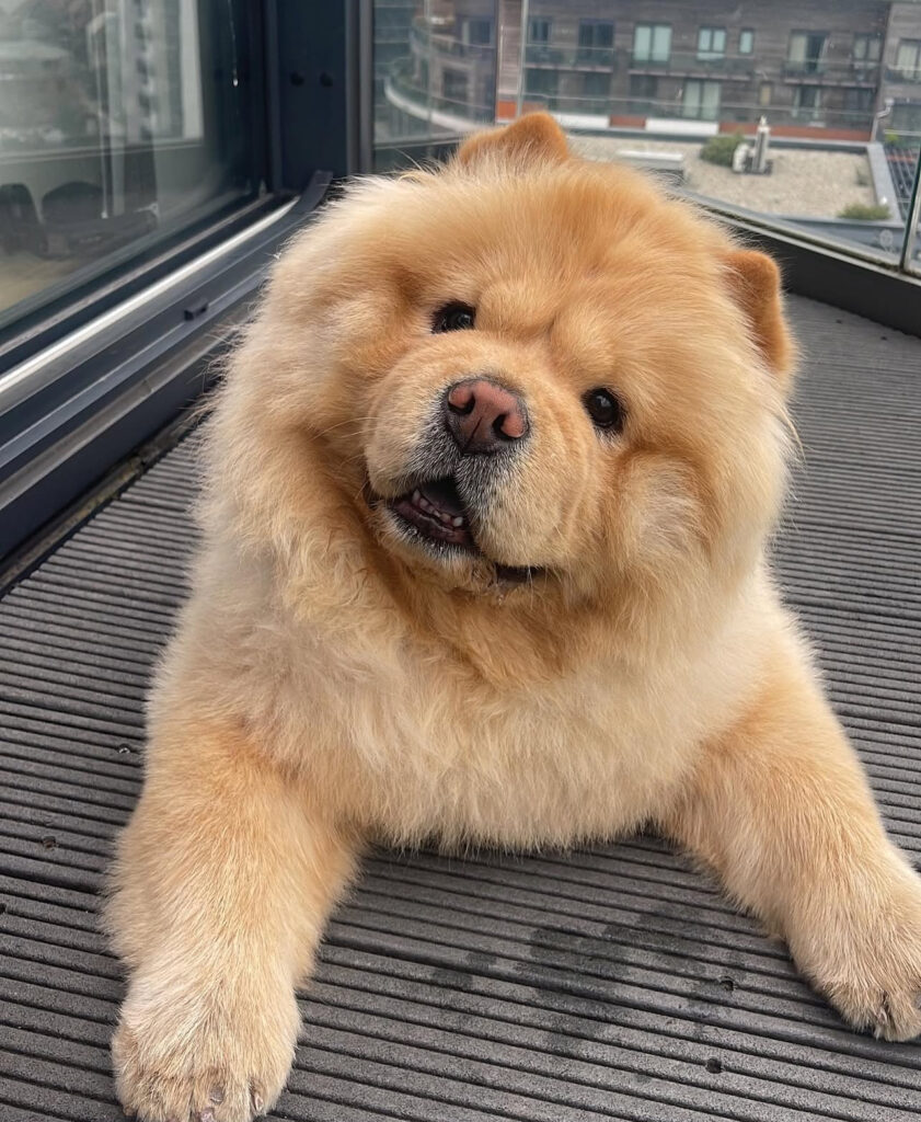 Chow Chow puppy for sale