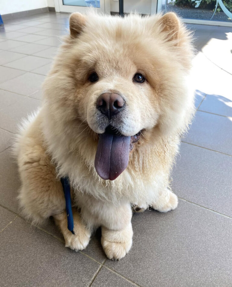 buy chow chow puppy online