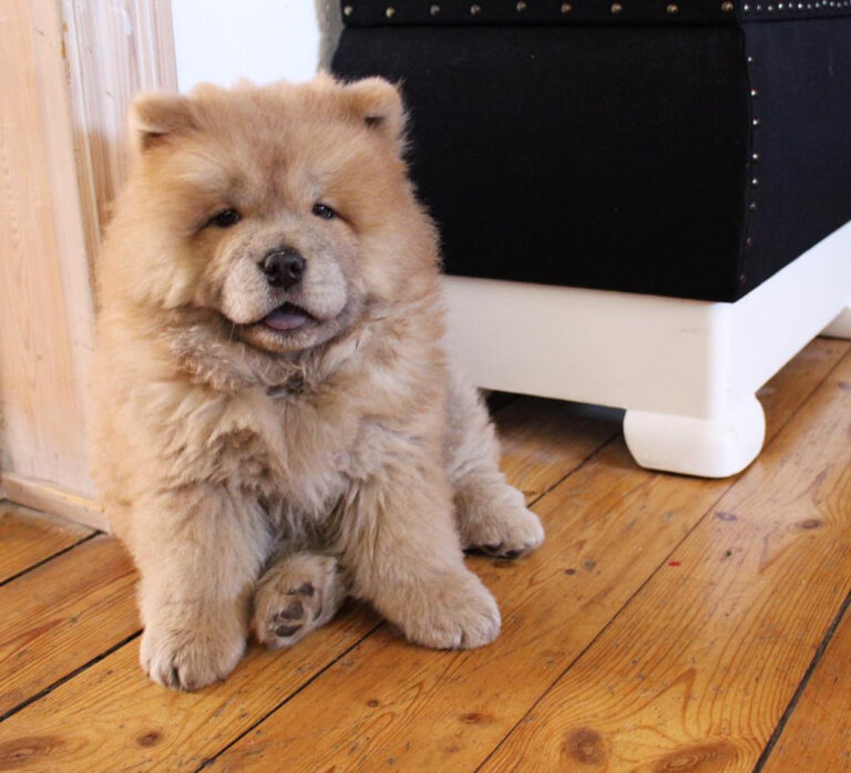 chow chow puppies for sale near me