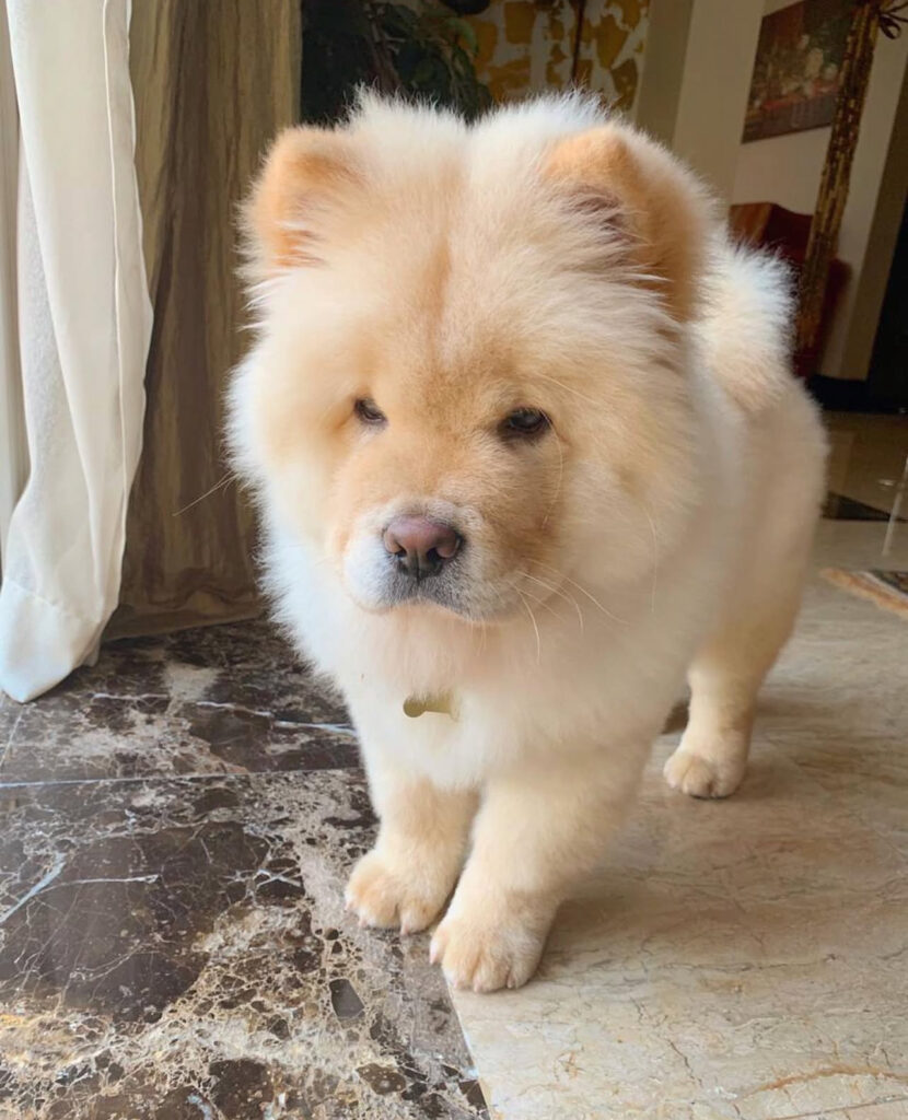 fluffy chow chow puppies for sale near me