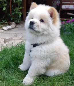 Female chow chow puppy for sale Bella 10 weeks old