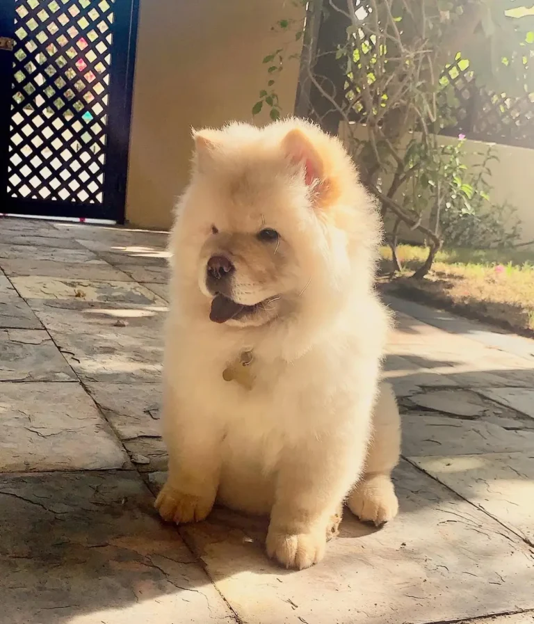 male chow chow puppy for sale