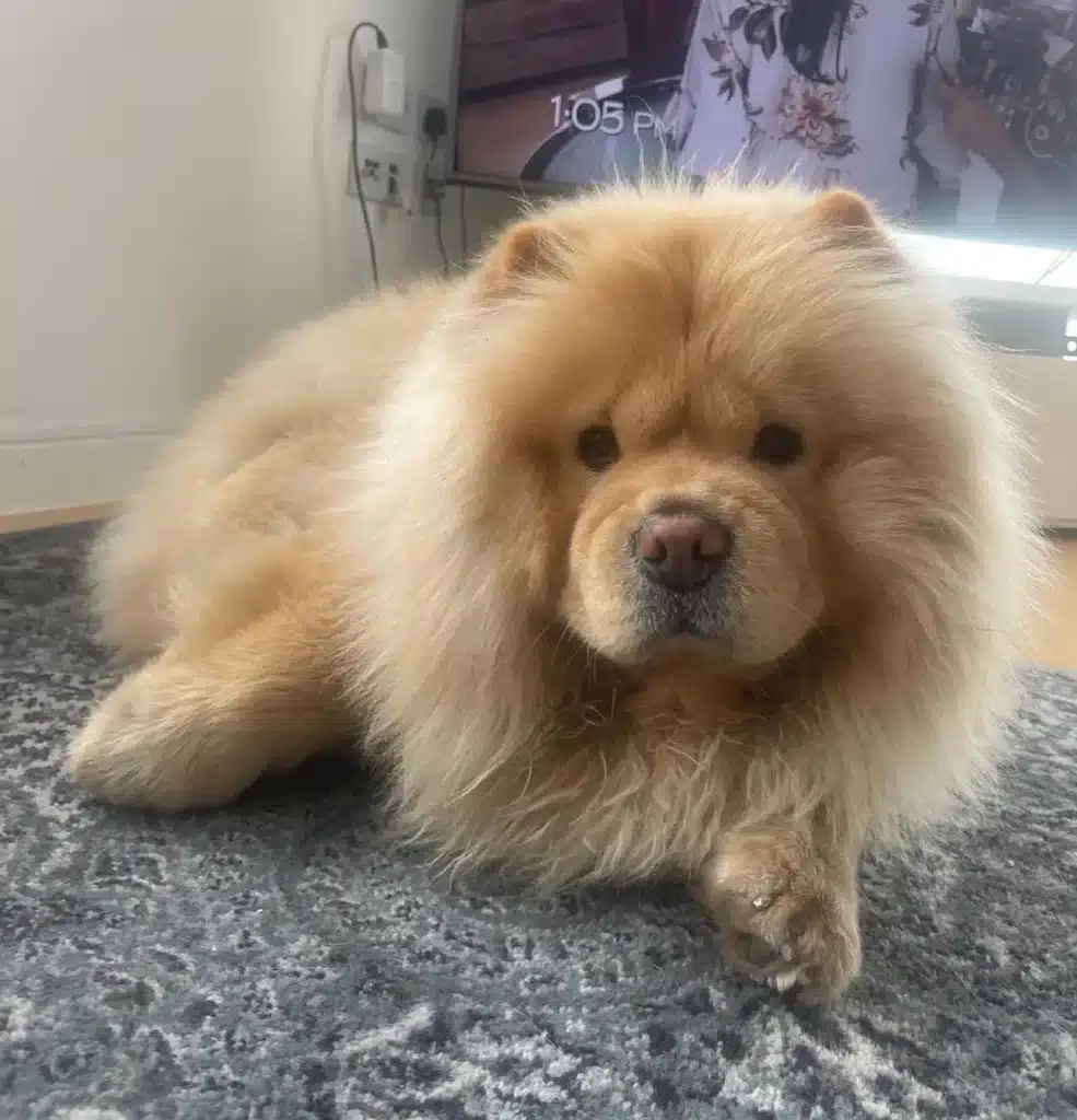 fluffy male chow chow puppy zero sitting