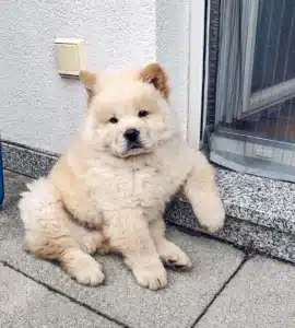 fluffy female chow chow puppy bella side profile